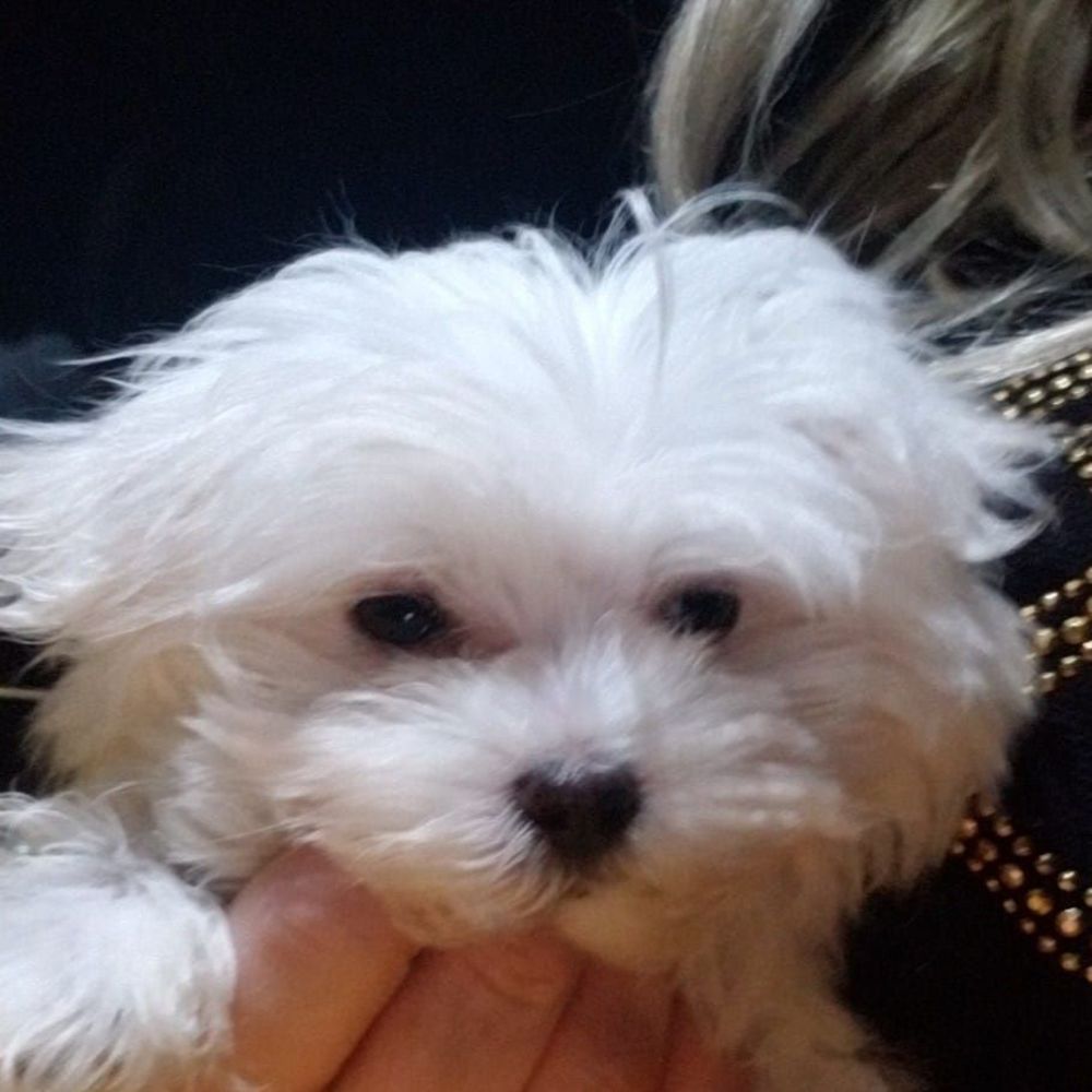 Meet your Posher, Missy